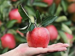 什么水果能减肥?苹果可以吗