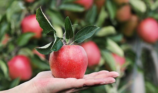 什么水果能减肥?苹果可以吗